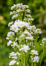 Attēlu rezultāti vaicājumam “Armoracia rusticana flower”