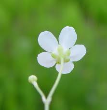 Attēlu rezultāti vaicājumam “Moehringia lateriflora flower”