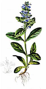 Attēlu rezultāti vaicājumam “Ajuga genevensis”