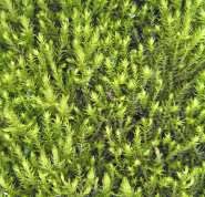 Attēlu rezultāti vaicājumam “Anomodon longifolius”