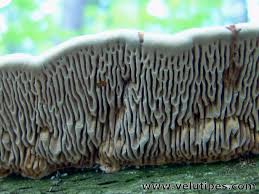 Attēlu rezultāti vaicājumam “Daedalea quercina”