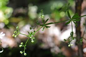 Image result for Galium aparine