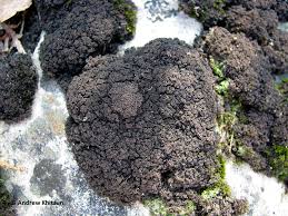 Attēlu rezultāti vaicājumam “Leptogium lichenoides”