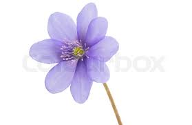 Attēlu rezultāti vaicājumam “Hepatica nobilis flower”