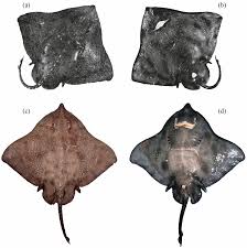 Image result for Dipturus intermedius