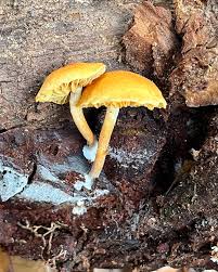 Attēlu rezultāti vaicājumam “Gymnopilus sapineus”