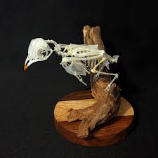 Attēlu rezultāti vaicājumam “Caprimulgus europaeus adult”