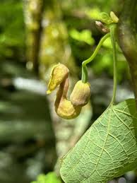 Attēlu rezultāti vaicājumam “Drepanosiphum platanoidis exuvia”