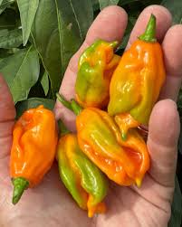 Afbeeldingsresultaat voor aji dulce sweet pepper