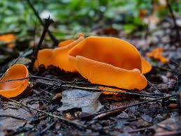 Attēlu rezultāti vaicājumam “Aleuria aurantia”