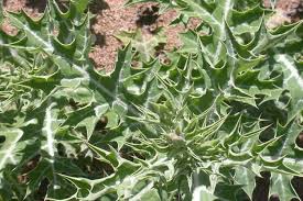 Attēlu rezultāti vaicājumam “Papaver argemone leaf”