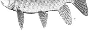 Image result for Moxostoma hubbsi