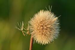 Attēlu rezultāti vaicājumam “Leontodon hispidus”