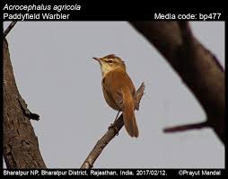 Image result for Acrocephalus agricola