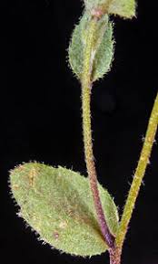 Attēlu rezultāti vaicājumam “Draba nemorosa fruit”