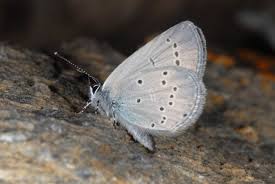 Attēlu rezultāti vaicājumam “Cupido minimus”