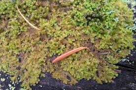 Attēlu rezultāti vaicājumam “Ptilidium pulcherrimum”