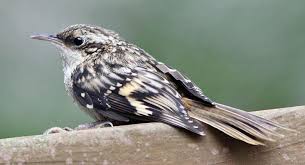 Attēlu rezultāti vaicājumam “Certhia familiaris adult”