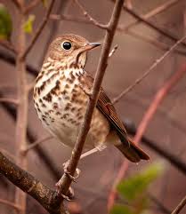 Image result for Catharus guttatus