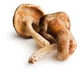 Pennsylvania Mushroom CSA