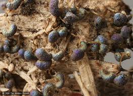 Attēlu rezultāti vaicājumam “Physarum bivalve spores”