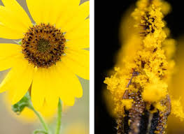 Attēlu rezultāti vaicājumam “pollen corona”