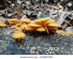 Attēlu rezultāti vaicājumam “Xeromphalina campanella”