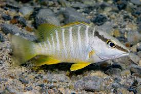 Image result for Lutjanus apodus