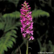 Attēlu rezultāti vaicājumam “Gymnadenia conopsea flower”