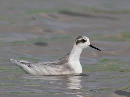 Attēlu rezultāti vaicājumam “Phalaropus lobatus”