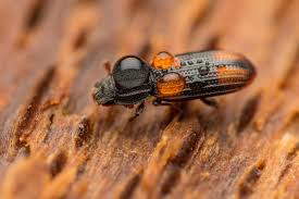 Attēlu rezultāti vaicājumam “Bitoma crenata”