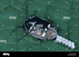 Attēlu rezultāti vaicājumam “Eurydema oleracea imago”