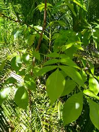 Attēlu rezultāti vaicājumam “Carya”