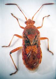 Attēlu rezultāti vaicājumam “Rhopalus maculatus”