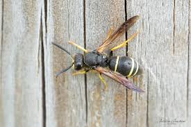 Attēlu rezultāti vaicājumam “Ancistrocerus sp.”