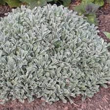 Attēlu rezultāti vaicājumam “Antennaria dioica leaf”