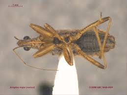 Attēlu rezultāti vaicājumam “Nabidae”