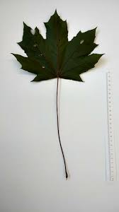 Attēlu rezultāti vaicājumam “Acer platanoides leaf”