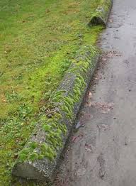 Attēlu rezultāti vaicājumam “Grimmia pulvinata sporophyte”