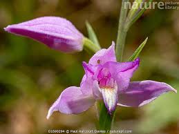 Attēlu rezultāti vaicājumam “Cephalanthera rubra flower”