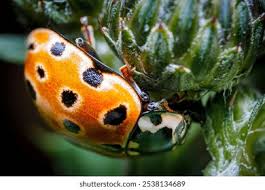 Attēlu rezultāti vaicājumam “Anatis ocellata”