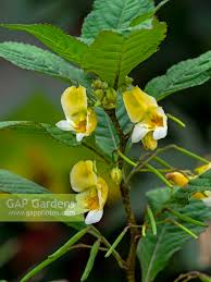 Attēlu rezultāti vaicājumam “Impatiens noli-tangere flower”