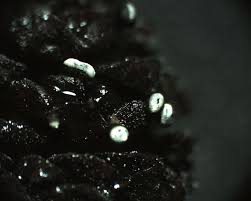 Attēlu rezultāti vaicājumam “Physarum braunianum macro”