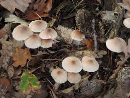 Attēlu rezultāti vaicājumam “Mycena zephirus”