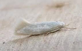 Attēlu rezultāti vaicājumam “Elachista argentella”