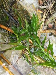 Attēlu rezultāti vaicājumam “Potamogeton lucens”