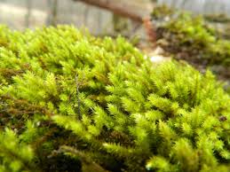 Attēlu rezultāti vaicājumam “Anomodon longifolius”