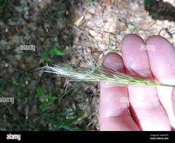 Attēlu rezultāti vaicājumam “Hordelymus europaeus leaf”