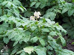 Attēlu rezultāti vaicājumam “Solanum tuberosum leaf”