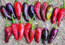 Afbeeldingsresultaat voor biker billy jalapeno hot pepper